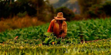 premium-tabak-dlia-kaliana-fantasia-castros-luchshie-vkusy-tabaka