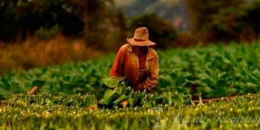 Тютюн Fantasia Castro's - гімн аромату1605201985