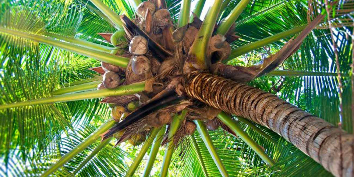 Кокосы на пальме - вид снизу