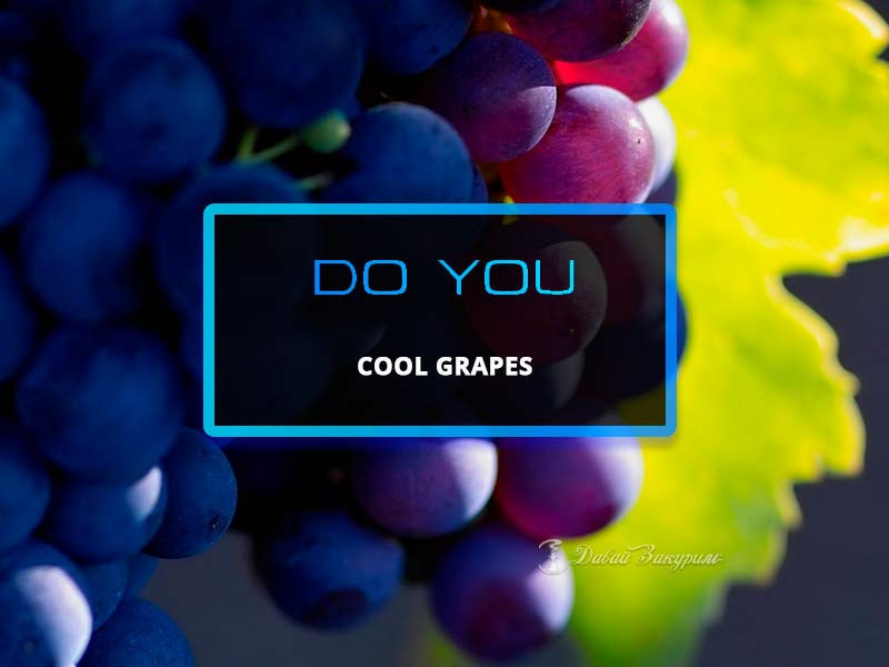 do-you-cool-grapes-chainaia-smes-ledianoi-vinograd