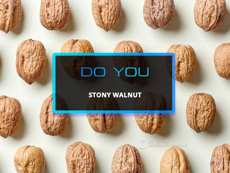 do-you-stony-walnut-chainaia-smes-gretskii-orekh