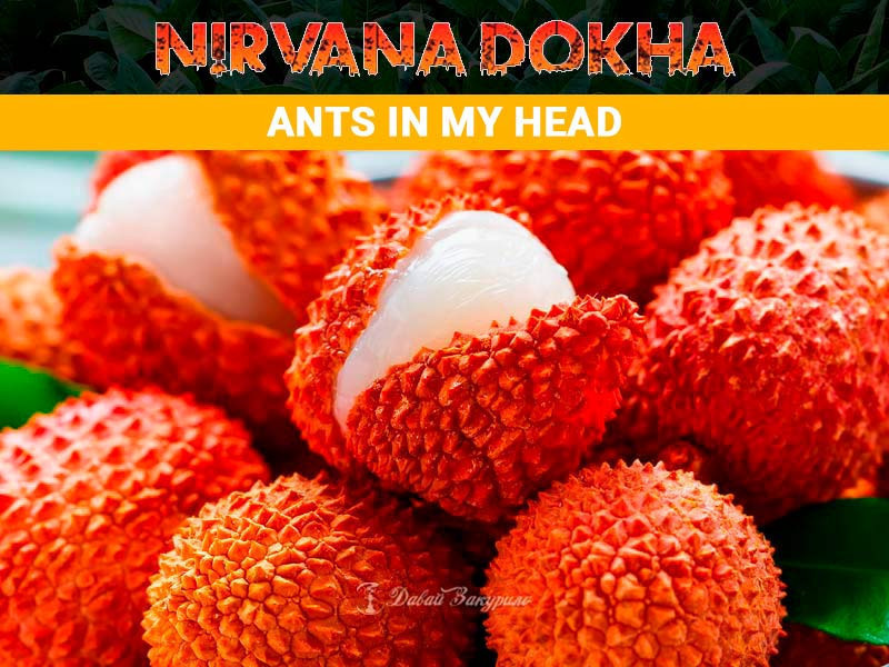 krepkaia-dokha-nirvana-ants-in-my-head-iz-ssha
