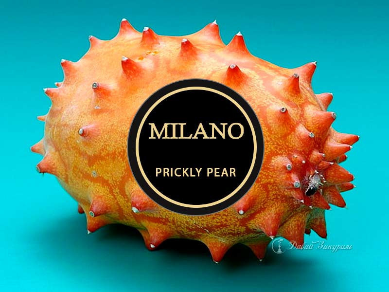 tabak-milano-koliuchaia-grusha-prickly-pear-m90-plody-kaktusovoi-grushi