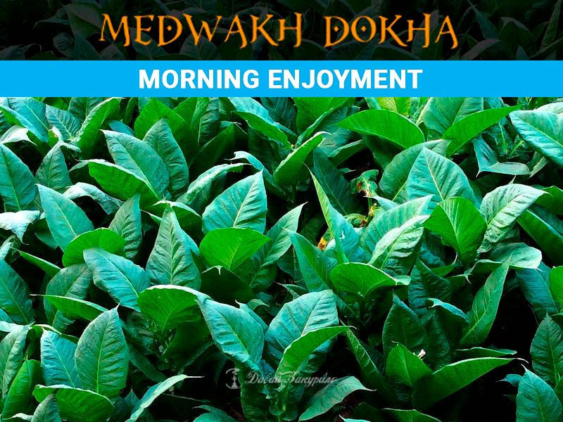 tabak-kold-dokha-morning-enjoyment-medwakh-cold-dokha
