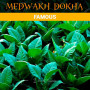 tabak-dokha-famous-medwakh-warm-dokha