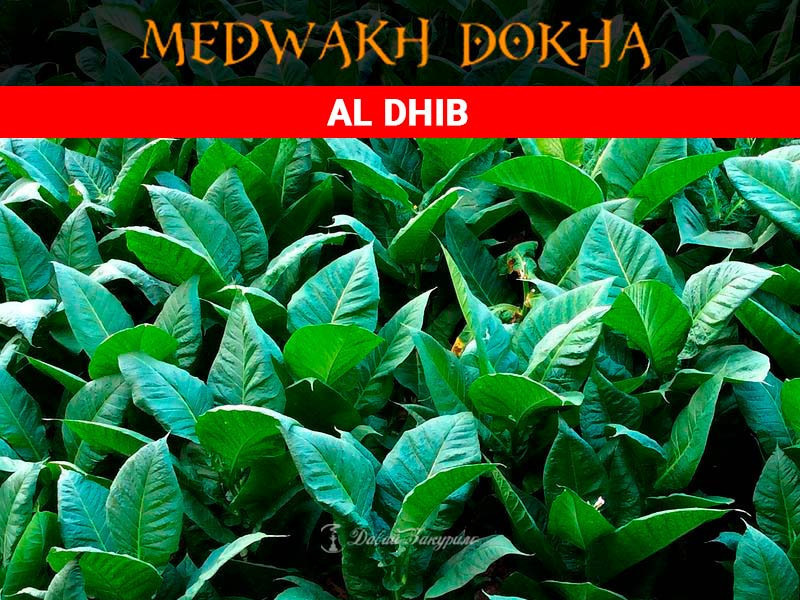 tabak-khot-dokha-al-dhib-medwakh-hot-dokha