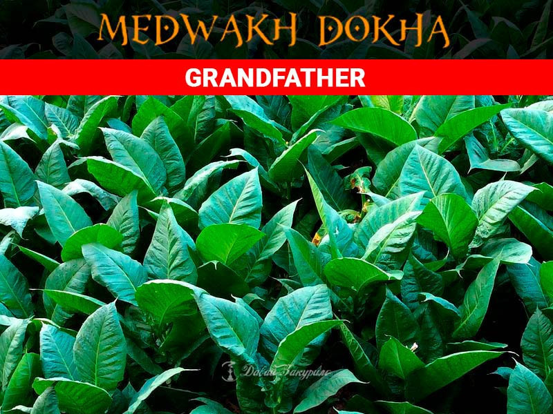tabak-khot-dokha-grandfathers-medwakh-hot-dokha