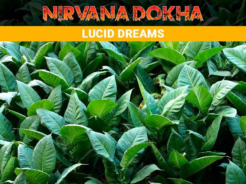 ochen-krepakaia-dokha-nirvana-dokha-lucid-dreams