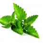 izobrazhenie-vkus-cana-de-menta-miata